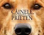 Câinele, adevăratul meu prieten