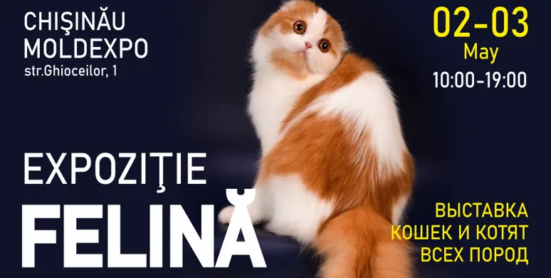 Expoziție de Pisici și Pisoi