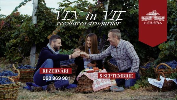 VIN ÎN VIE recoltarea strugurilor
